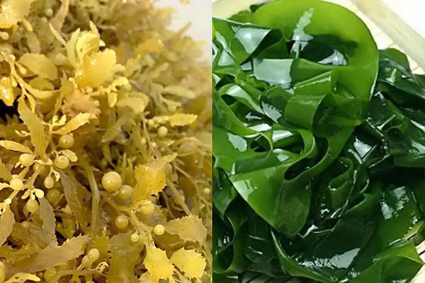 Những vị thuốc quý từ biển