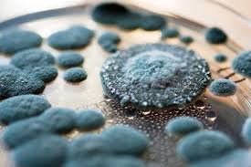 Giật mình vi khuẩn giết người trong mì